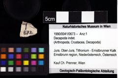 Foto (Objket + Etiketten) von Decapoda indet. 